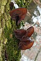 * Nomination Auricularia auricula-judae --Holleday 17:14, 3 February 2012 (UTC) * Promotion Good quality to me--Lmbuga 19:16, 3 February 2012 (UTC)