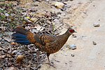 Kalij pheasant (L. leucomelanos hamiltoni).jpg