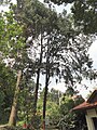 Keteleeria evelyniana - Kunming Botanical Garden - DSC02879.JPG