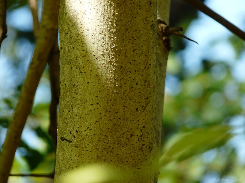 File:Khabi (in Manipuri) (3088953295).jpg