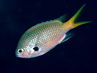 <i>Chromis flavomaculata</i> species of fish