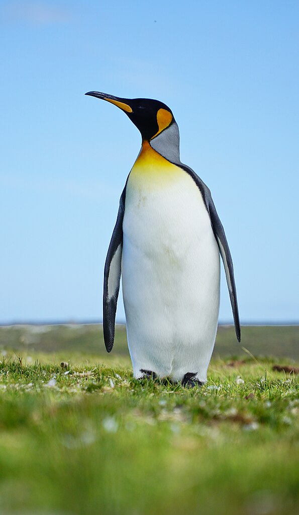 File:King penguin (51051848111).jpg - Wikipedia