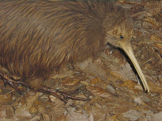 The kiwi is a family of nocturnal birds endemic to New Zealand.