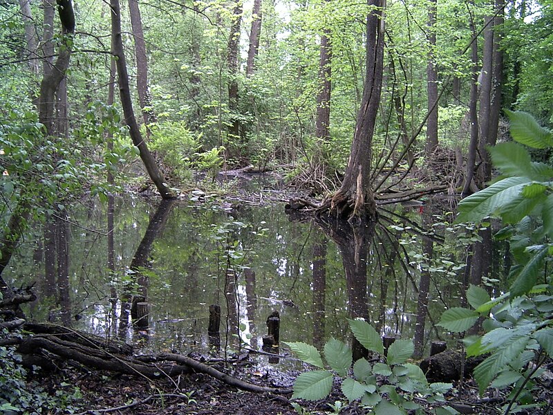 File:Kleiner Spreewaldpark in Schöneiche bei Berlin 01.jpg