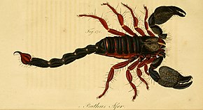 Описание изображения Кох, Die Arachniden, vol.  3, 1836 г., пластина LXXIX.jpg.