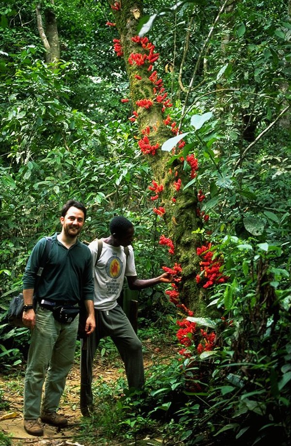 Cross–Sanaga–Bioko coastal forests