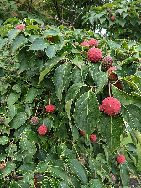 File:Kousa dogwood tree, photographed in fall in Pennsylvania.jpg