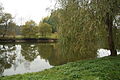 Čeština: Rybník Krčák a strom v přírodní rezervaci Podtrosecká údolí, okr. Semily. English: Krčák Pond and tree in nature reserve Podtrosecká údolí, Semily District.