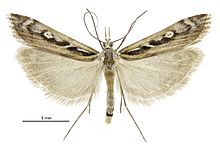 Kupea electilis male.jpg