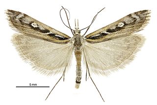 <i>Kupea</i> (moth) Genus of moths