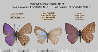 <i>Nacaduba kurava</i> Species of butterfly