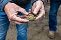 Kurt Steindorf, Sales Manager at Chico Farm & Orchard, showing a Chandler Walnut on a Glenn County farm close to the Sacramento River during harvest season, October 2023.