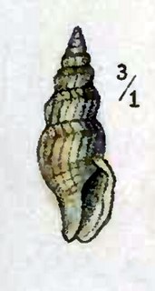 <i>Kurtziella accinctus</i> Species of gastropod