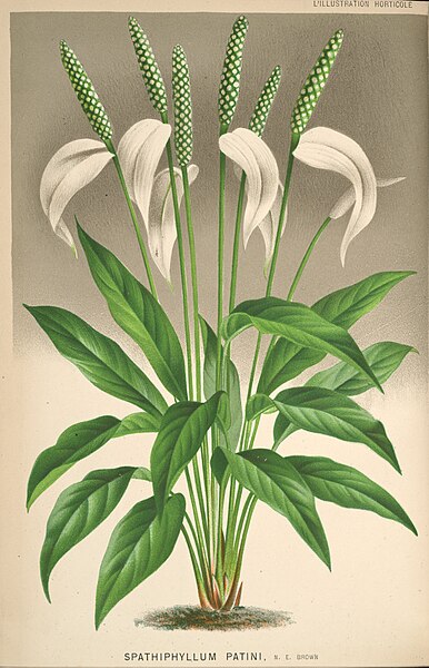 File:L'Illustration horticole (Plate 397a).jpg