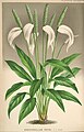 Spathiphyllum patinii
