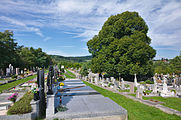 Čeština: Lípa na hřbitově, Svitávka, okres Blansko