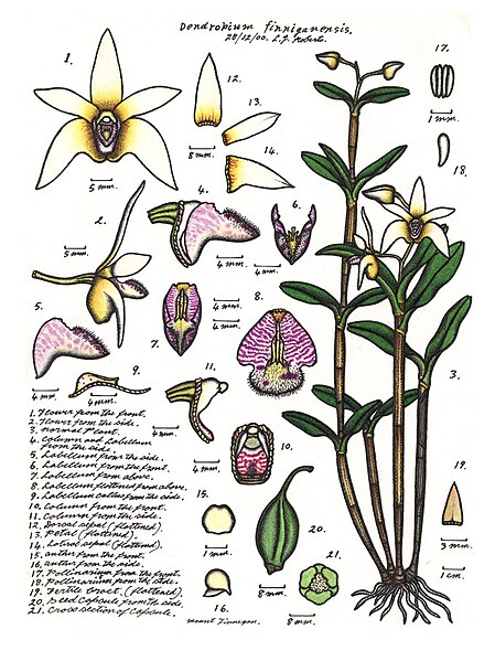 File:LR022 72dpi Dendrobium finniganensis.jpg