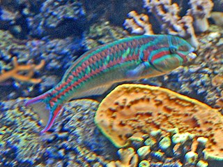 Fivestripe wrasse Species of fish