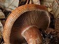 Thumbnail for Lactarius rubrilacteus