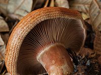 Цвет рыжиков. Lactarius rubrilacteus. Млечник дубовый Lactarius Quietus съедобный?. Рыжик коричневый. Лактариус серцелатус.