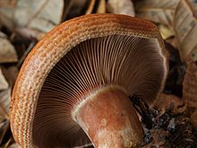 Lactarius rubrilacteus 126762.jpg