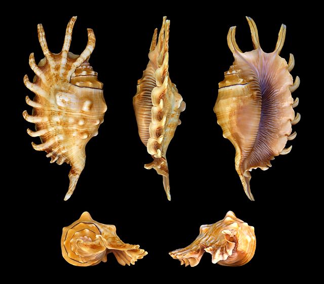 Раковина моллюска Lambis millepeda с разных ракурсов