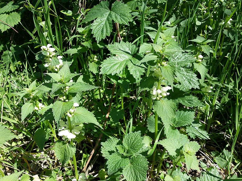 File:Lamium album sl8.jpg