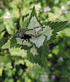 Lamium moschatum נזמית לבנה