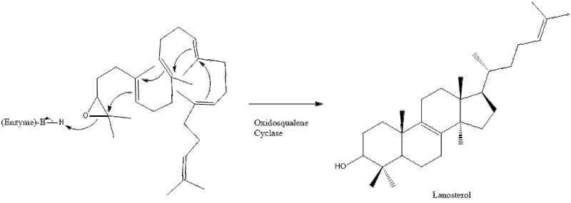 File:Lanosterol formation.gif