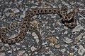 Large-spotted Cat Snake (Boiga multomaculata) 繁花林蛇3.jpg