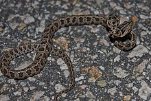 Gatto Serpente a macchie grandi (Boiga multomaculata) 繁花 林 蛇 3.jpg