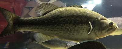 Largemut-bass-20170129-cropped.jpg