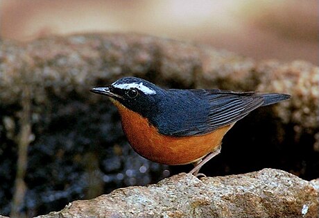 Indian blue robin