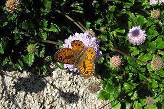 <i>Lasiommata paramegaera</i> Species of butterfly