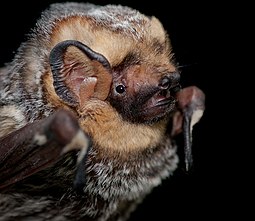 A living Lasiurus, or hairy-tailed bat Lasiurus cinereus Portrait.jpg