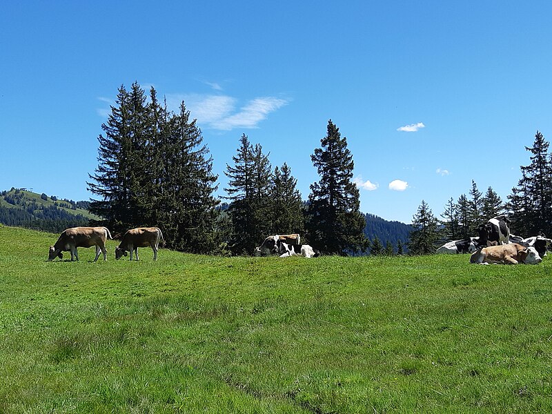 File:Laterns-Alpwegalp-cattles-04ESD.jpg