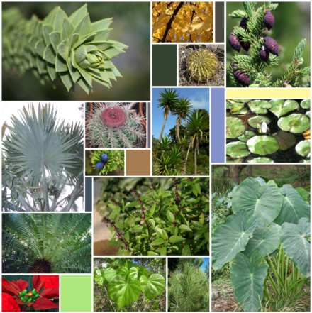 The diversity of leaves Leaf Varieties (15 sp).png