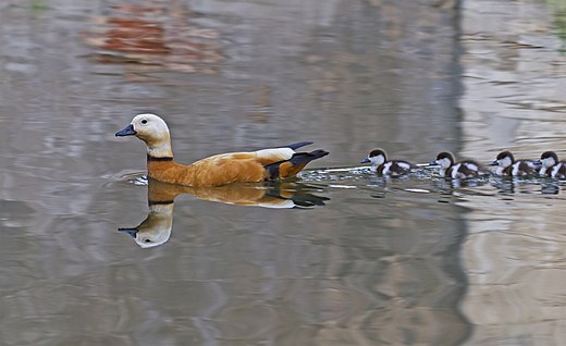 Утка ст 5 фото