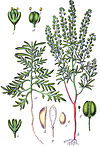 Lepidium ruderale Sturm21.jpg