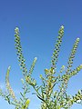 Inflorescence