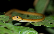 Leptodeira annulata.jpg 