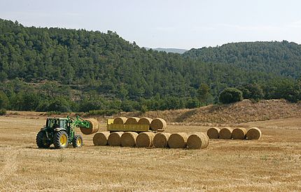 Olius (Solsonès), 1 d'agost de 2007