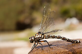 Lesser Tasmanian darner Austroaeschna hardyi Lesser Tasmanian Darner Austroaeschna hardyi female.jpg