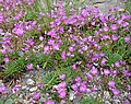 Lewisia columbiana