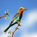 Lilac-breasted Roller with Grasshopper on Acacia tree in Botswana (small).jpg