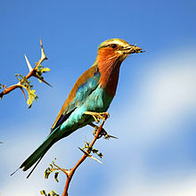 Lilac-breasted roller Lilac-breasted Roller with Grasshopper on Acacia tree in Botswana (small).jpg