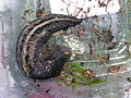 Limax cinereoniger with eggs