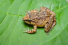 Description de l'image Limnonectes limborgi, Limborg's frog - Kaeng Krachan National Park.jpg.