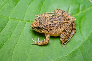 <i>Limnonectes limborgi</i> Species of frog