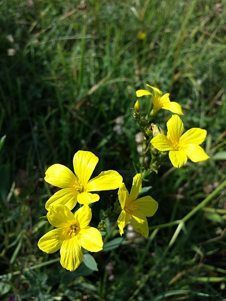 File:Linum flavum sl5.jpg